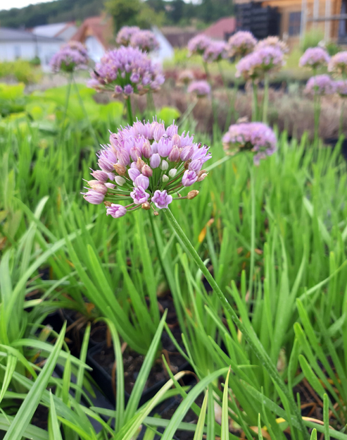 Allium senescens `Lisa Blue`